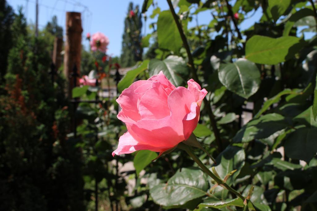 Flowers Apartments Несебир Екстер'єр фото