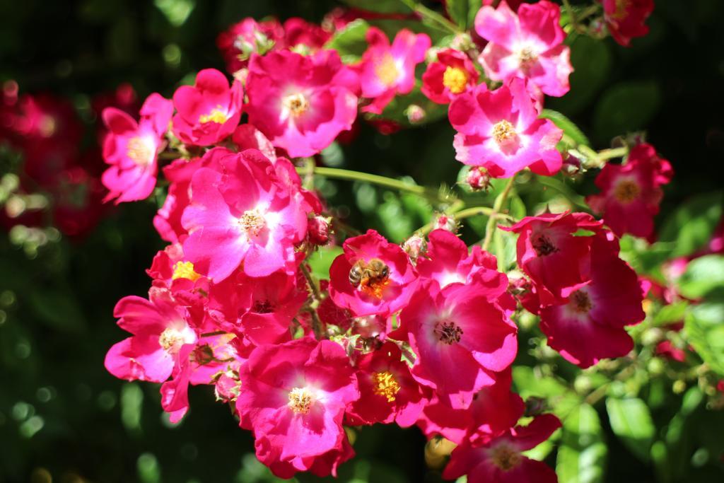 Flowers Apartments Несебир Екстер'єр фото