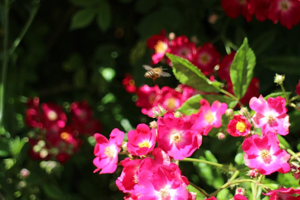 Flowers Apartments Несебир Екстер'єр фото